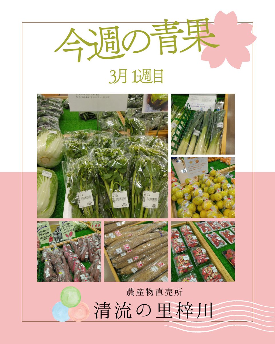 SeiryuAzusa's tweet photo. 信州に春が来た！🌸
「わさびの花」が入荷し始めました✨
 下処理で砂糖をもみ込むと、ツーンと心地よい辛みが引き立ちます(^_-)-☆
他にも春掘り長芋やリーキ、苺やりんごも瑞々しいですよ。 冷たい雨の日ですが、食卓から春を楽しみませんか？
📍清流の里 梓川（松本市） #信州 #松本 #わさびの花 https://t.co/y67kn8dqph