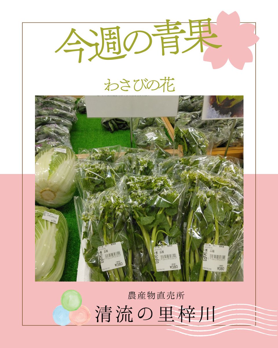 SeiryuAzusa's tweet photo. 信州に春が来た！🌸
「わさびの花」が入荷し始めました✨
 下処理で砂糖をもみ込むと、ツーンと心地よい辛みが引き立ちます(^_-)-☆
他にも春掘り長芋やリーキ、苺やりんごも瑞々しいですよ。 冷たい雨の日ですが、食卓から春を楽しみませんか？
📍清流の里 梓川（松本市） #信州 #松本 #わさびの花 https://t.co/y67kn8dqph