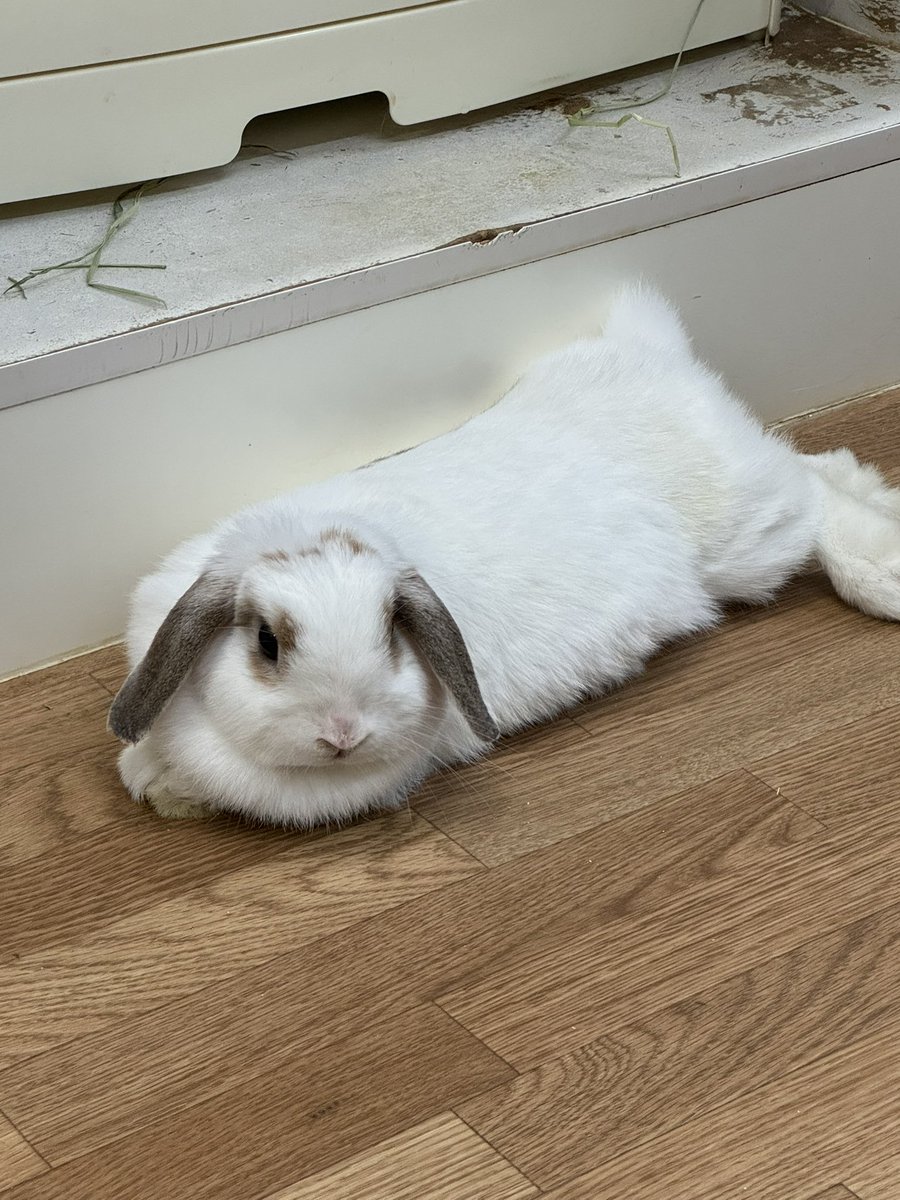 うさうさうさうさうさ。。。。