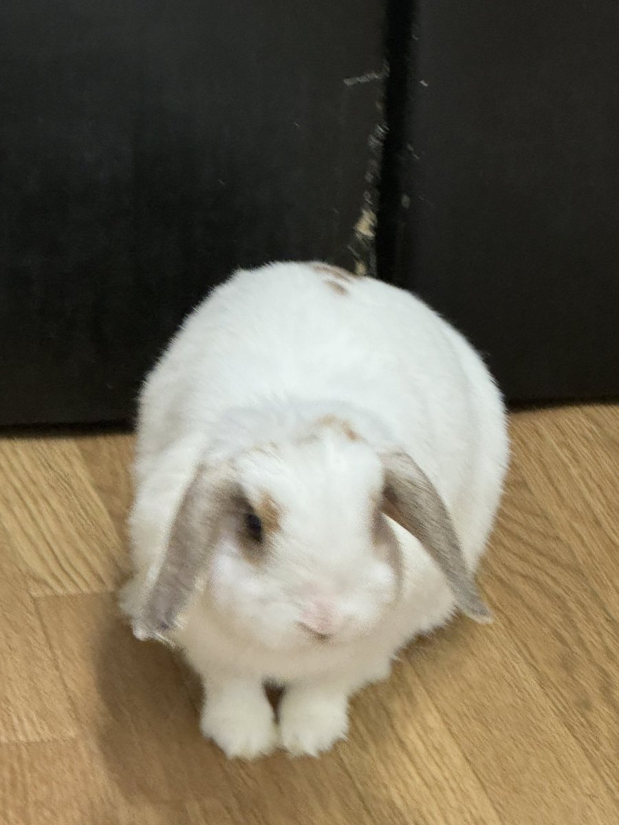 うさうさうさうさうさ。。。。