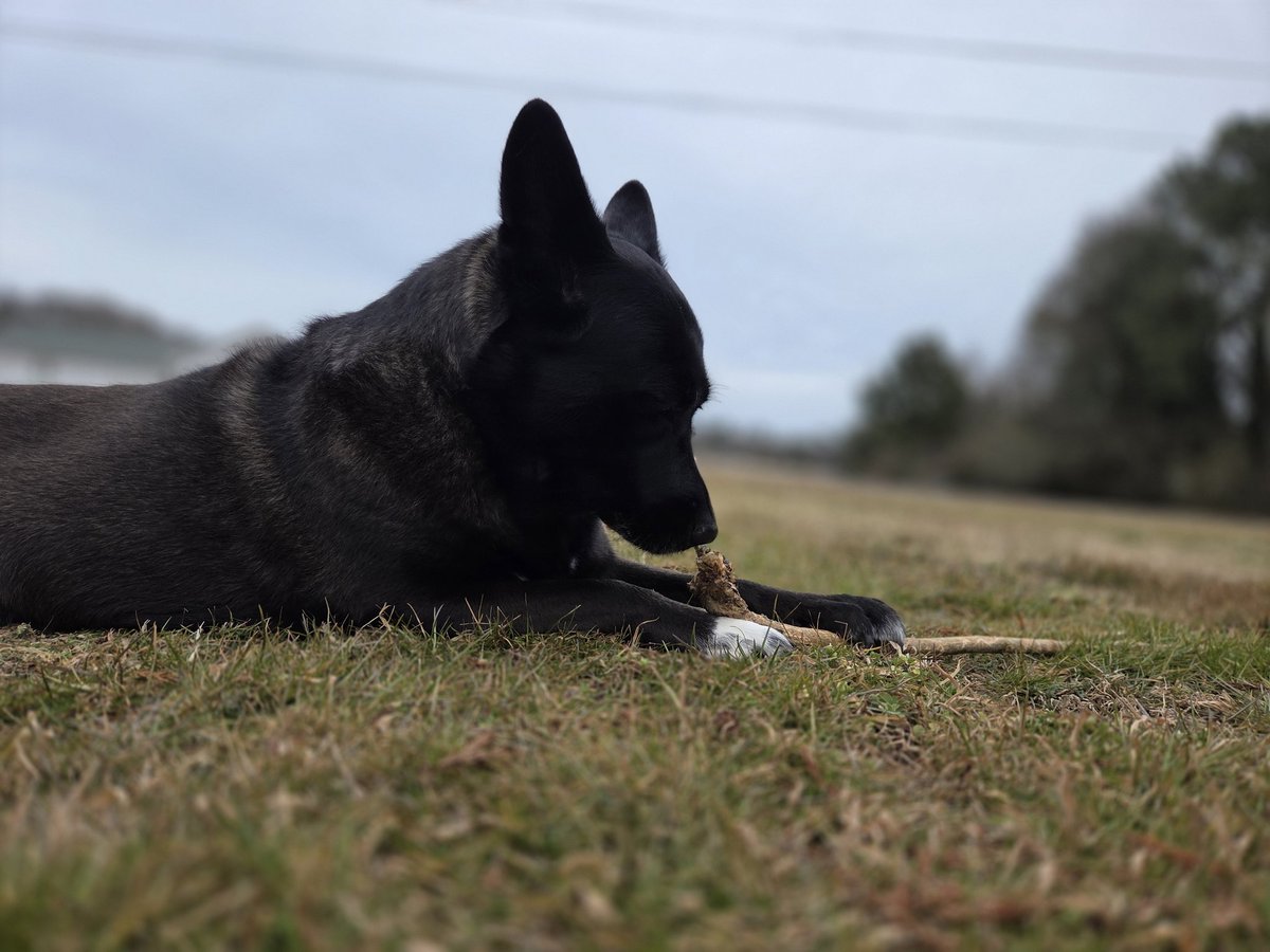 ShieldMaiden ×͜× tweet media