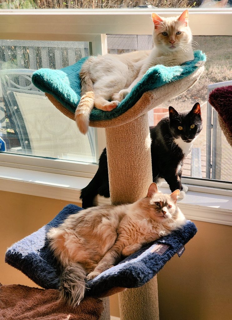 Kathleen Gorman #DecolonizeSocialWork #Anti-Racist tweet media