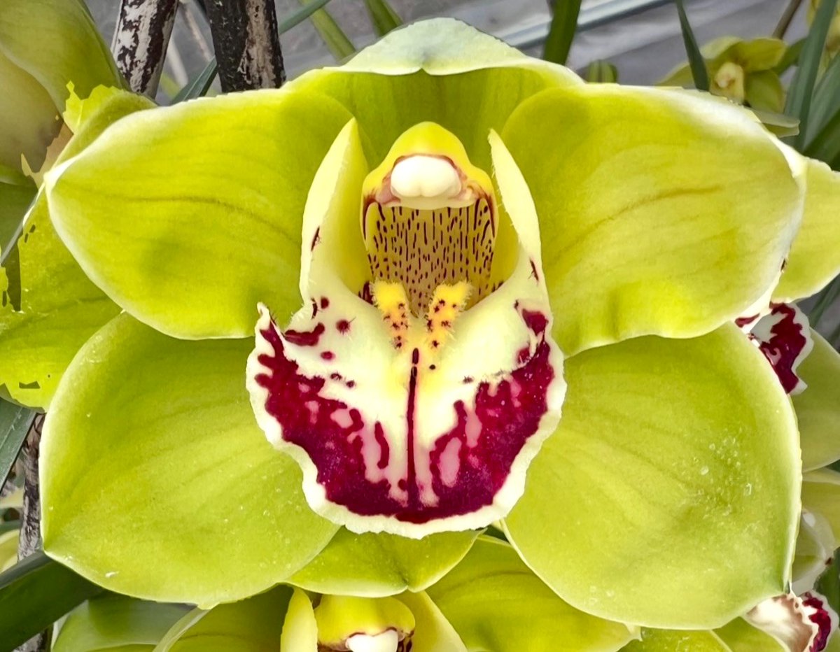 CMOfficeAssam's tweet photo. A proud moment for Assam! 

Renowned orchid expert Dr. Mohan Pradhan of Sikkim, after eight years of dedication, has created a beautiful hybrid orchid named “Seujia Kaziranga”, a tribute that fills every Assamese heart with pride.

Adding to the joy, Hon’ble CM Dr. @himantabiswa will inaugurate the Kaziranga Orchid Garden today, further strengthening Assam’s rich biodiversity legacy.