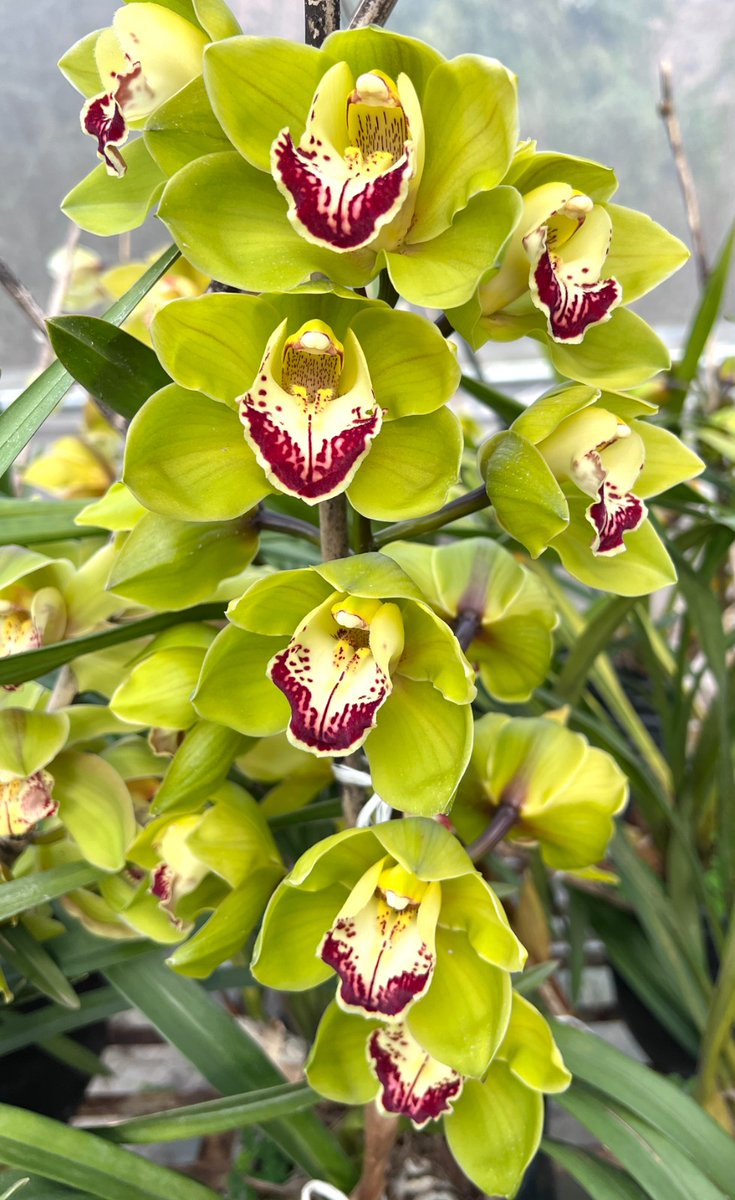 CMOfficeAssam's tweet photo. A proud moment for Assam! 

Renowned orchid expert Dr. Mohan Pradhan of Sikkim, after eight years of dedication, has created a beautiful hybrid orchid named “Seujia Kaziranga”, a tribute that fills every Assamese heart with pride.

Adding to the joy, Hon’ble CM Dr. @himantabiswa will inaugurate the Kaziranga Orchid Garden today, further strengthening Assam’s rich biodiversity legacy.