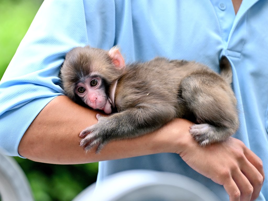 🌟 バズって当然の可愛さ

生後3カ月頃のパンチ。予想外のフィーバーぶりにこの3連休はかなりの来園者数になりそう

パンチくんの可愛さに共感したらRTしてね💞

#がんばれパンチ #子ザルのパンチくん #panchi #パンチくん