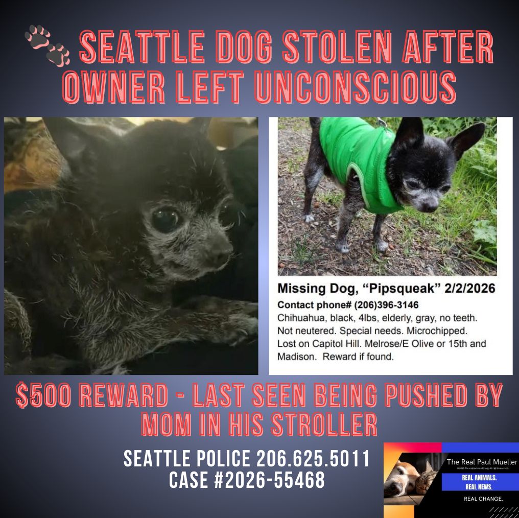 🐾 Sweet Senior Stolen After Owner Left Unconscious

In Seattle’s First Hill area, Pipsqueak—13, toothless, and microchipped—was stolen after his mom lost consciousness pushing him in a stroller. She woke in the hospital, unsure if she fainted or was attacked. Pipsqueak, her