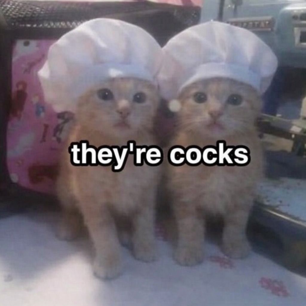 Cat TikToks (@cattiktoks) on Twitter photo 