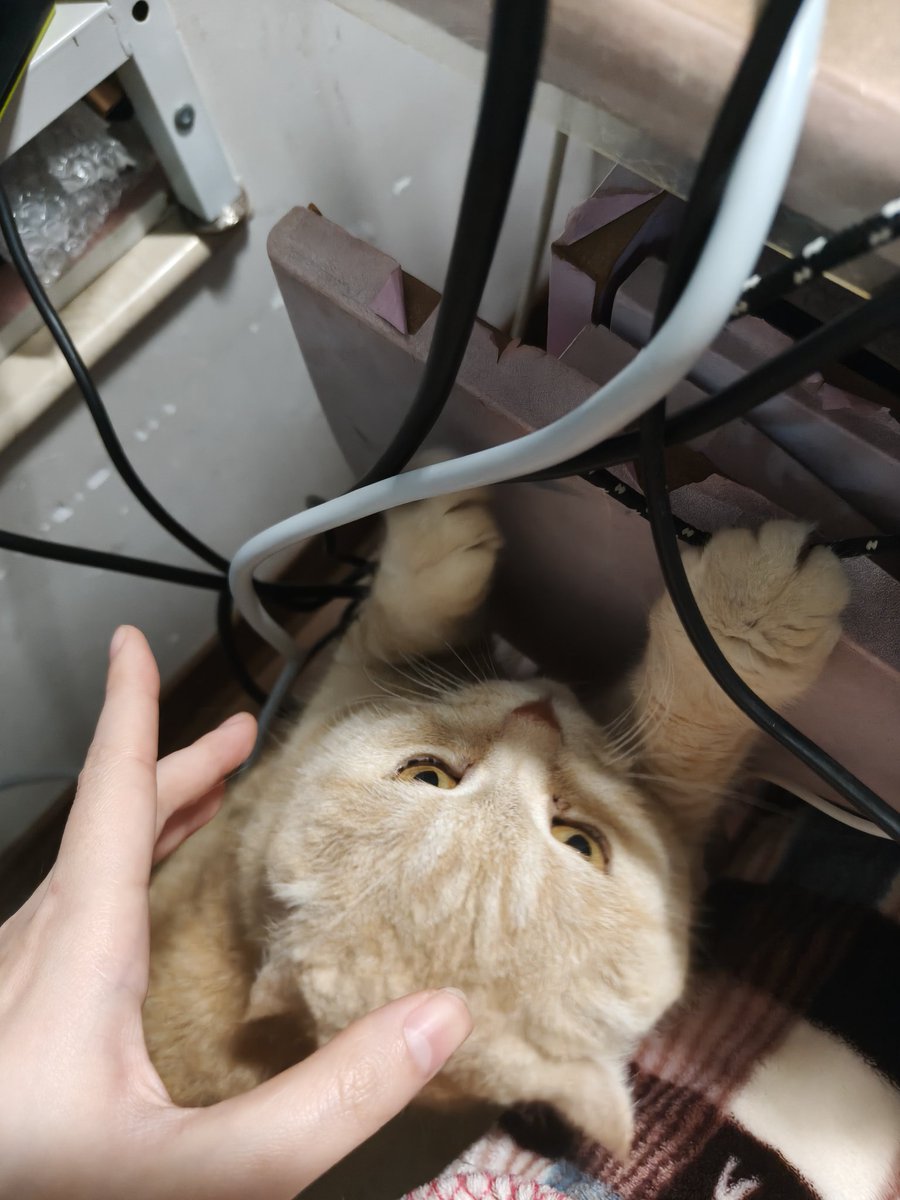 东海龙王气皇大帝 (@weabigther) on Twitter photo 