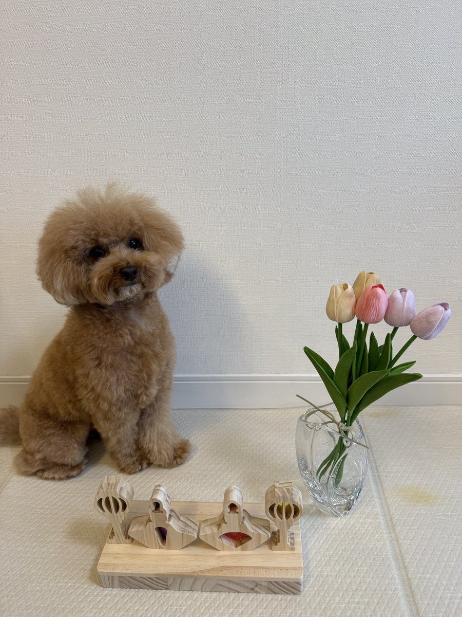 merToyPoodle's tweet photo. ひな祭り〜🌸🍑✨ https://t.co/zgs35L1U4S