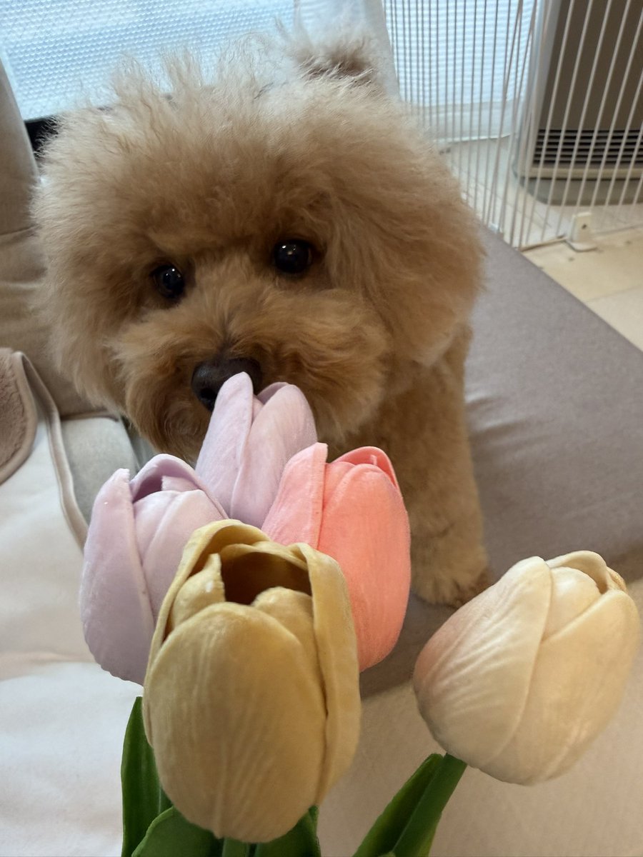 merToyPoodle's tweet photo. ひな祭り〜🌸🍑✨ https://t.co/zgs35L1U4S