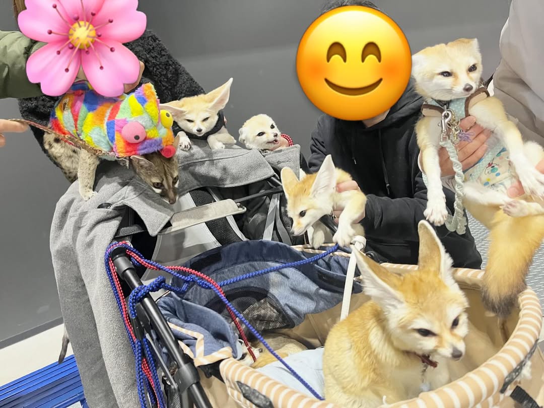 Sir… this is not a zoo
It is now