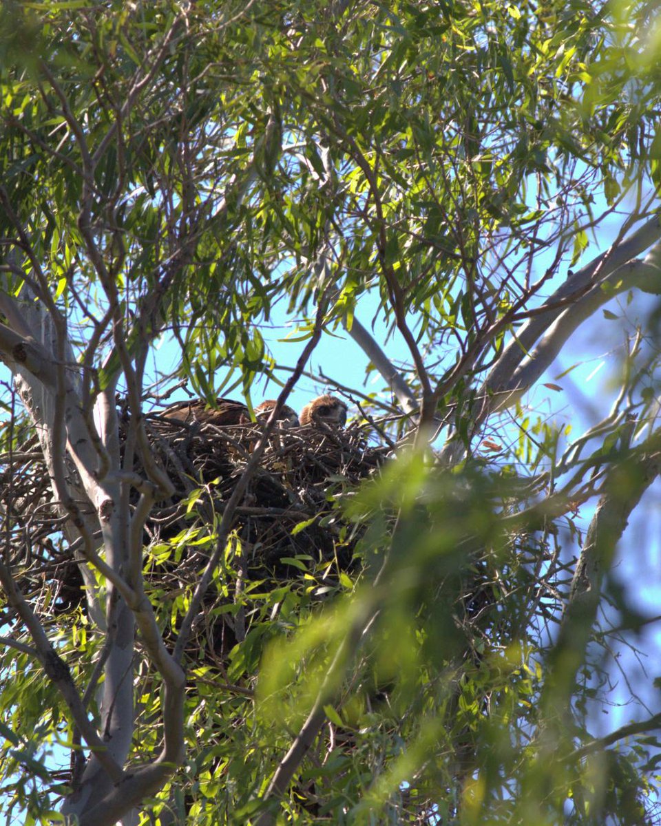 GlencoreAus's tweet image. This #WorldWildlifeDay we’re looking at the wildlife our team have spotted across our rehabilitation and mining operations.

We’ve spied all kinds of wildlife including snakes, emus, lizards, eagles, possums and deer. 🦌🐍🦎🐸

#GlencoreAus #AUS #AU