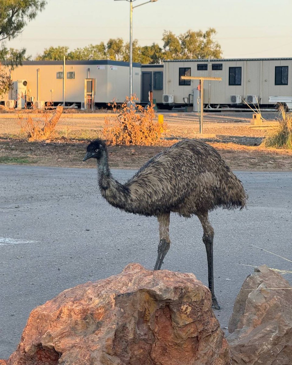 GlencoreAus's tweet image. This #WorldWildlifeDay we’re looking at the wildlife our team have spotted across our rehabilitation and mining operations.

We’ve spied all kinds of wildlife including snakes, emus, lizards, eagles, possums and deer. 🦌🐍🦎🐸

#GlencoreAus #AUS #AU