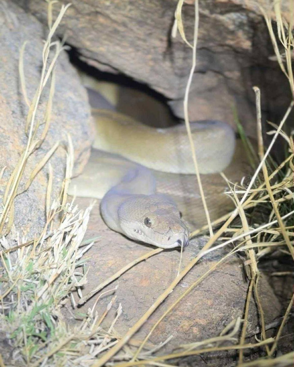 GlencoreAus's tweet image. This #WorldWildlifeDay we’re looking at the wildlife our team have spotted across our rehabilitation and mining operations.

We’ve spied all kinds of wildlife including snakes, emus, lizards, eagles, possums and deer. 🦌🐍🦎🐸

#GlencoreAus #AUS #AU