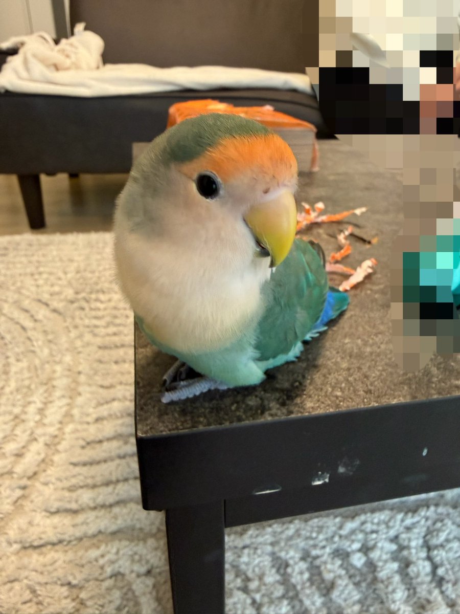 shibaurimaru's tweet photo. ウチの子
女の子か男の子どっちかわかりますか？？？
#コザクラインコ https://t.co/oAXSfxlDGg