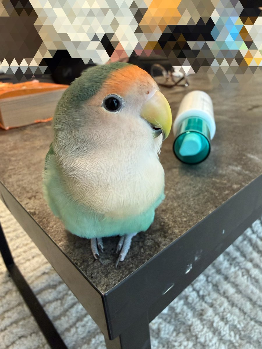 shibaurimaru's tweet photo. ウチの子
女の子か男の子どっちかわかりますか？？？
#コザクラインコ https://t.co/oAXSfxlDGg