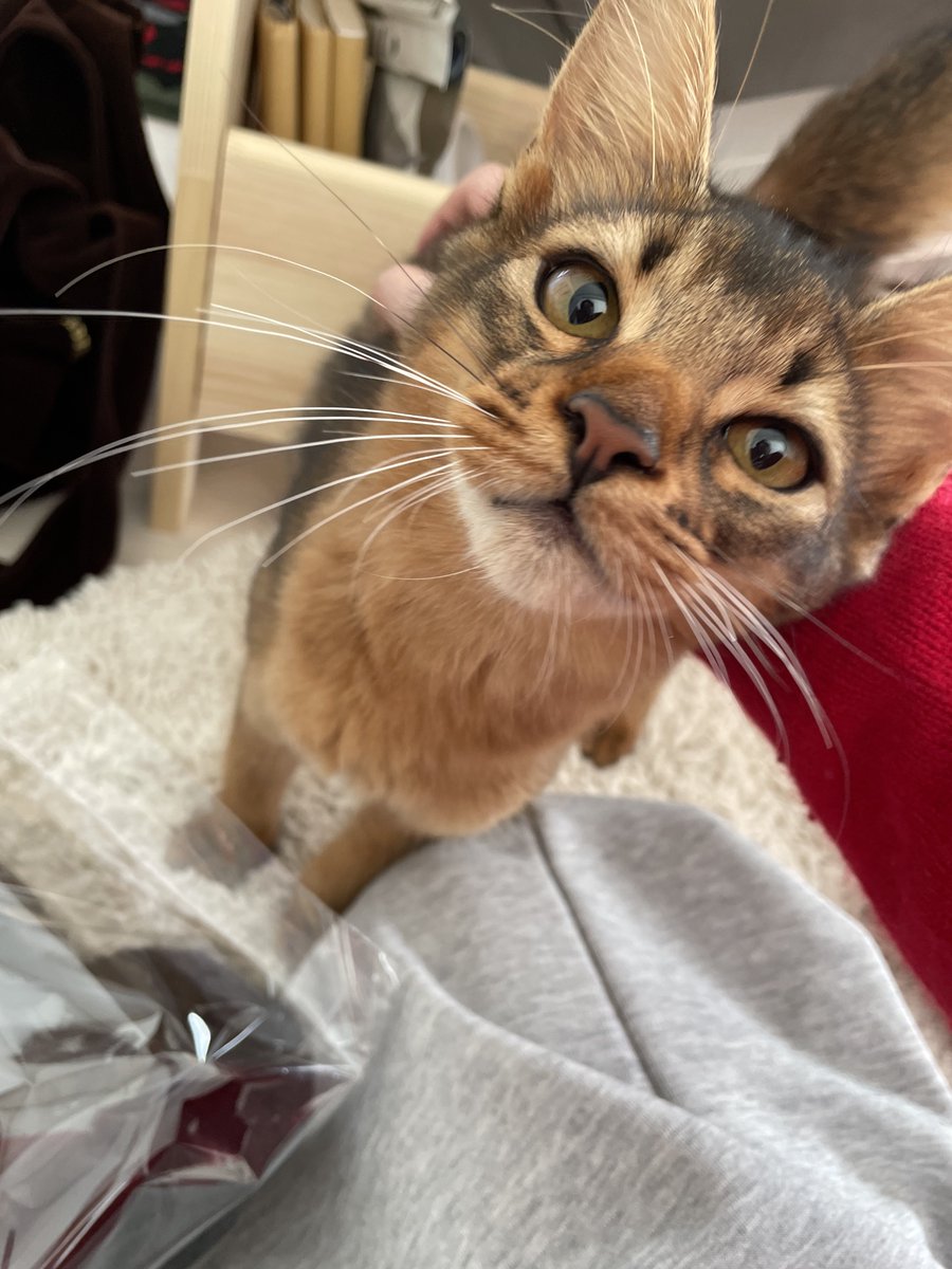 斎夏生『POLICE TRIBE K-9』 tweet media