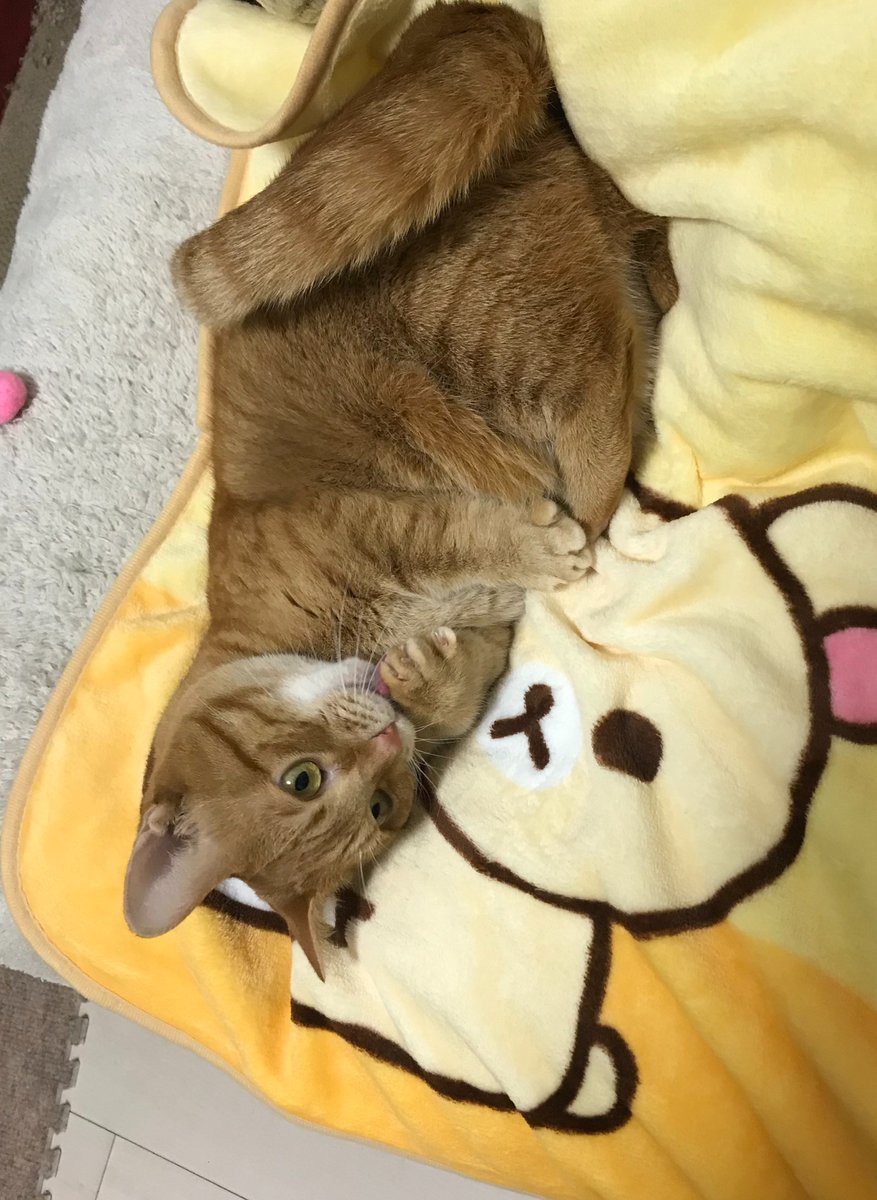 Copykicom's tweet photo. 前あしペロペロしてます

#企業公式つぶやき部 #企業公式相互フォロー祭り #企業公式冬のフォロー祭り #猫好きさんと繋がりたい𓏲𓎨 https://t.co/IV2Xk441FU