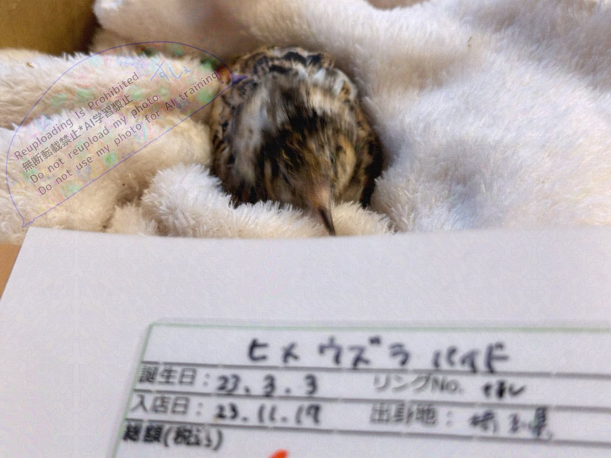 ポポチョロ🐦💨 (@1b4fc39ec9e04d3) / Posts / X