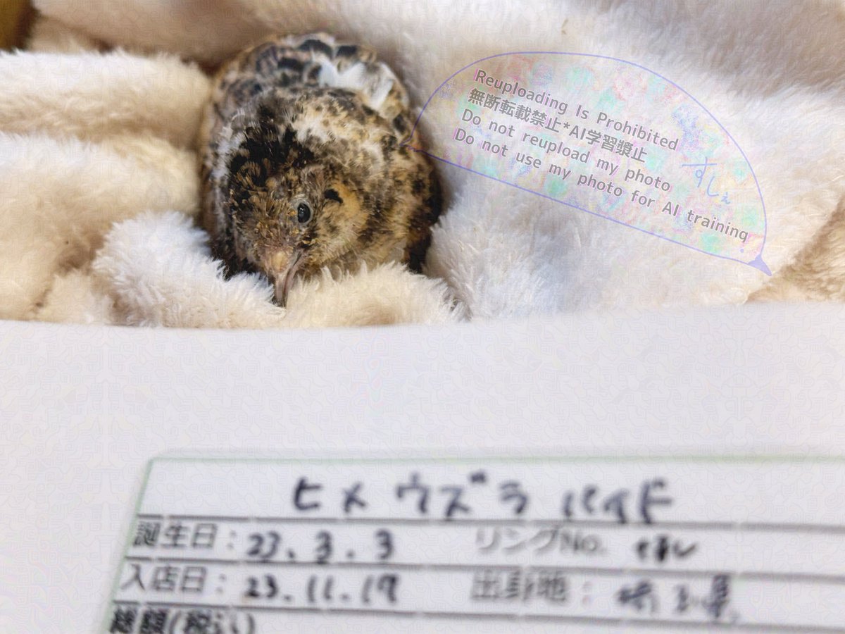 ポポチョロ🐦💨 (@1b4fc39ec9e04d3) / Posts / X