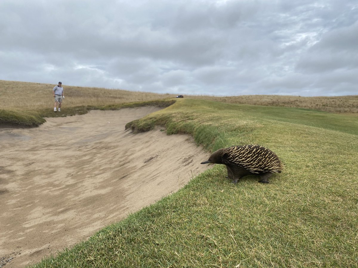 rumblebozzle's tweet photo. @GolfCourseGurus Great place https://t.co/E24jX0pmEJ