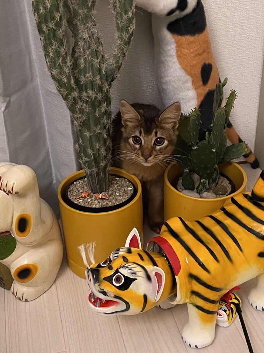 斎夏生『POLICE TRIBE K-9』 tweet media