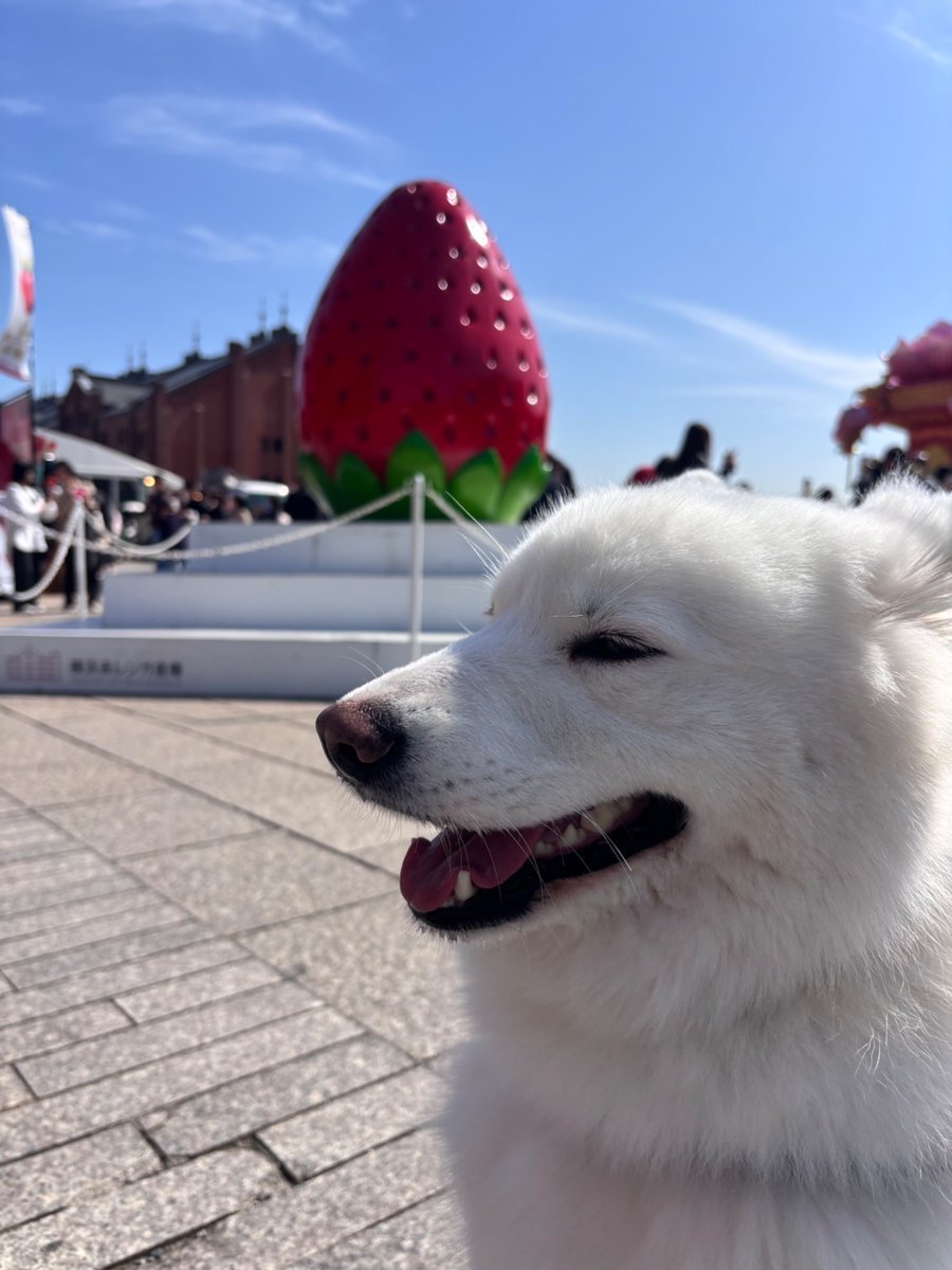 サモエドカフェアル (@samoyed_cafe) / Posts / X