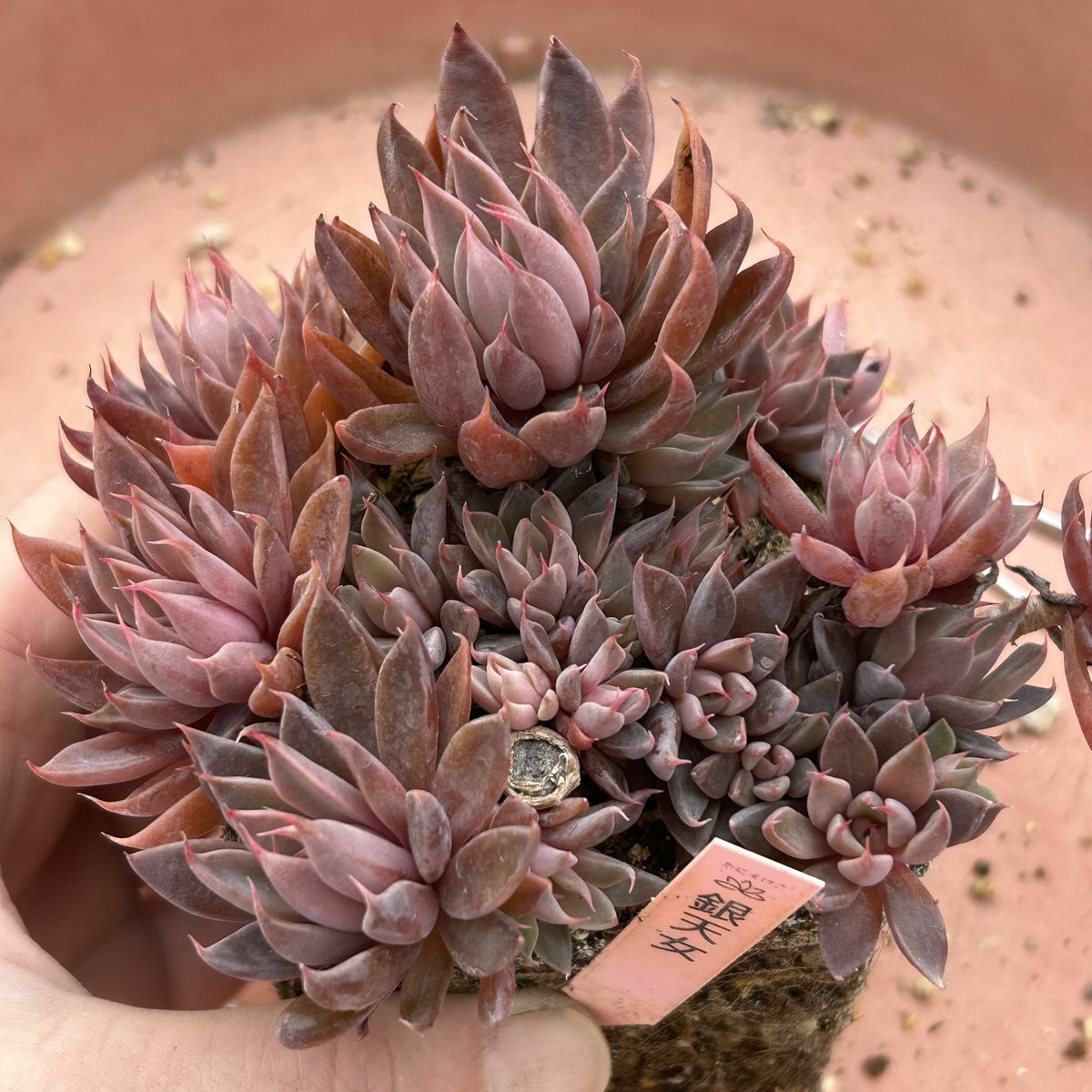 植え替え #多肉植物