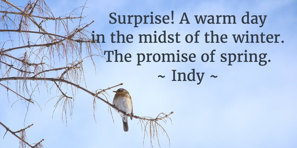 Happy Haiku Monday! Sunshine and warmer breezes are welcome! Woke to the robin's song and bright sunshine. That hint of spring to come - we'll take it.  
How is the promise of spring showing up at your place?