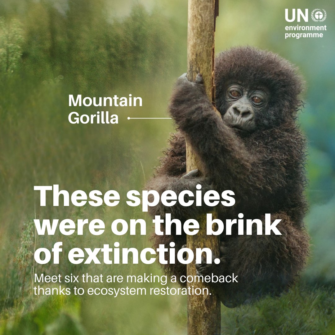 UN Environment Programme tweet media