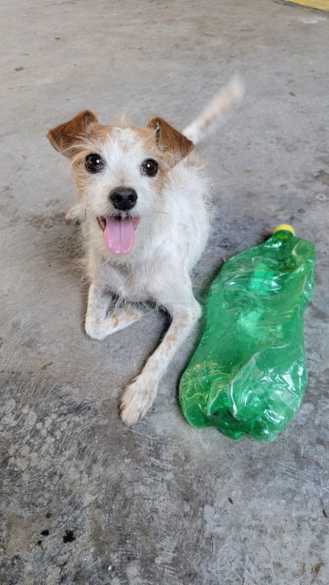 Dilo con perritos tweet media