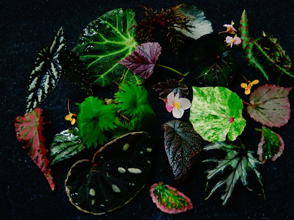 ※拡散希望※
ベゴニア展開催！2026/3/17㈫〜3/22㈰
咲くやこの花館　1F フラワーホール
苗販売は3/20㈮より！
土日は講習会もございます！

「春のラン展」と同時開催です！
植物好きな方々のご来館をお待ちしています！
詳細は咲くやこの花館HPを！