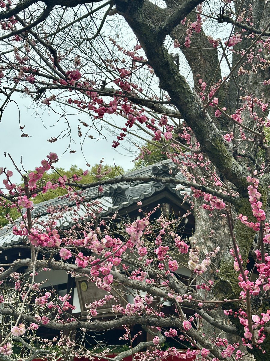 mindforest0812's tweet photo. 城南宮⛩️の梅が美しい〜 https://t.co/Xpl1OcKCK2