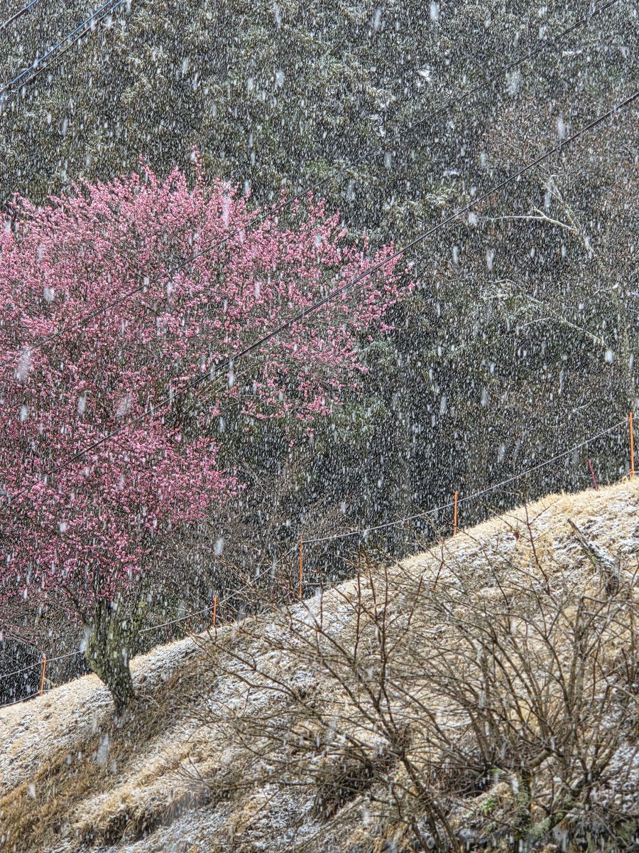 道志村役場 広報 tweet media