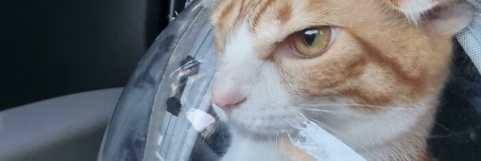 NoCatsNoLife_m's tweet photo. He has accepted his fate. The vet awaits