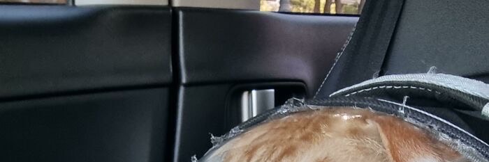 NoCatsNoLife_m's tweet photo. He has accepted his fate. The vet awaits