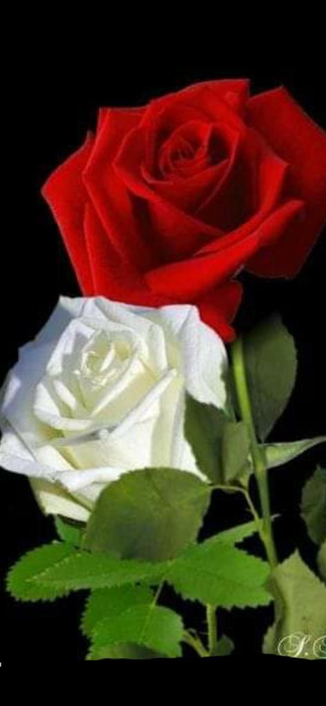 URODZINY @NawrockiknNasz wspaniały Prezydencie <a href="/NawrockiKn/">Karol Nawrocki</a>  w Dniu Pana Święta,moc szczerych życzeń zdrowia,siły i Błogosławieństwa Bożego. Niech kolejne lata przyniosą spokój i powodzenie w pracy dla naszej Ojczyzny.
JESTEŚMY ZAWSZE Z PANEM PREZYDENTEM.
JESTEŚMY Z PANA DUMNI.❤️