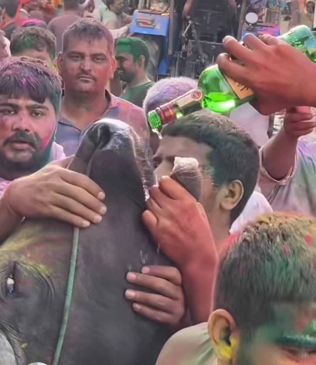 UttarandhraNow's tweet image. హరియానా లో ఘోరం! 

హోలీ పండుగ సంబరాల్లో భాగంగా.. గో మాతకు మద్యం పట్టించిన దుండగులు!

#SaveCows #Haryana