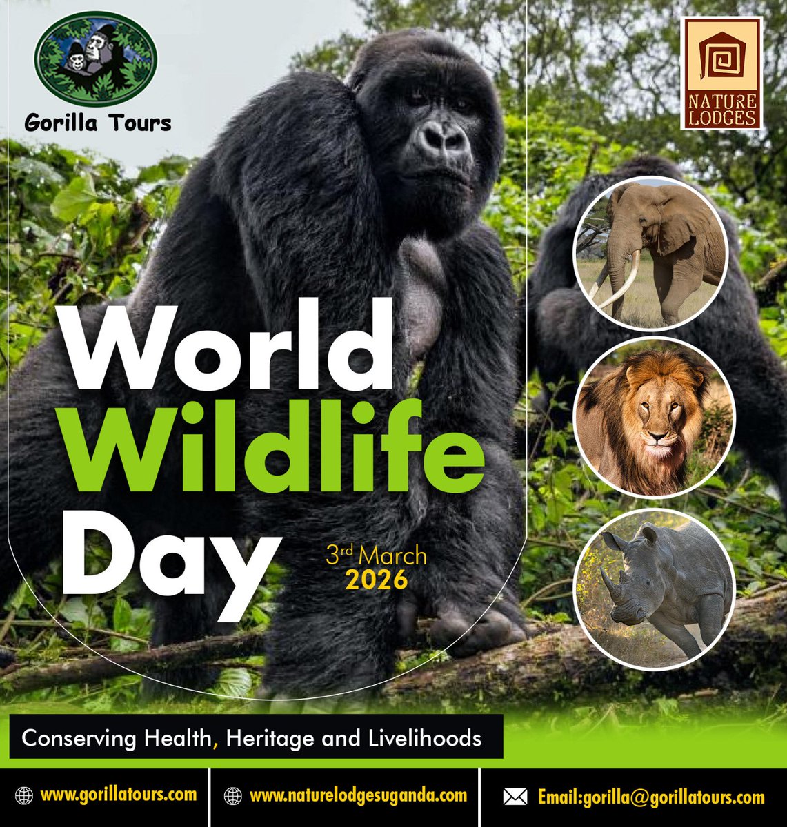 GorillaToursLtd's tweet photo. World Wildlife Day theme, “Medicinal and Aromatic Plants: Conserving Health, Heritage and Livelihoods,”

The wild doesn’t perform for us. It just exists quietly, powerfully, beautifully. A lion resting in the shade. A gorilla watching from the forest. A herd moving across the plains like they’ve done for generations.

Days like this aren’t just for celebration. They’re a reminder that what we explore, we must also protect.

Because once it’s gone, it’s gone.

#WorldWildlifeDay #WildUganda #ProtectWhatMatters #GorillaToursLtd #ExploreResponsibly
………………………………………………………………….......
Celebrating @25 years of Gorilla Tours
Address | Gorilla Tours Uganda | ✉ 29333 Kampala
☎ : +256 (392) 177992| 📱 +256 (777) 820071 | Emergency: +256 (772) 370263 | WhatsApp: +256 (701) 453031 📧 gorilla@gorillatours.com | 🌐https://t.co/AKNnaB2rke 🌐https://t.co/2tMaqHDTeb | 🌐https://t.co/bUJL2rUdJB