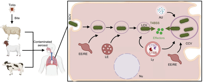 journal_mlife's tweet photo. A #mLife review summarizes how the intracellular pathogen Coxiella burnetii uses its Dot/Icm type IVB secretion system to deliver effector proteins that manipulate host cell pathways, enabling formation of a replicative vacuole and chronic infection.
🔗 https://t.co/9DkfP7tonL https://t.co/5ydopCKAyp