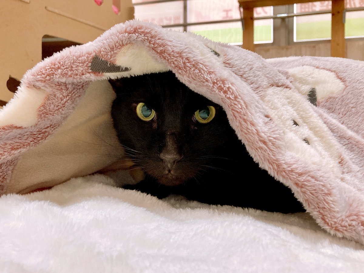 川崎】 今日は寒いので、お布団に籠ると決めたのんくん。 速攻でタイム