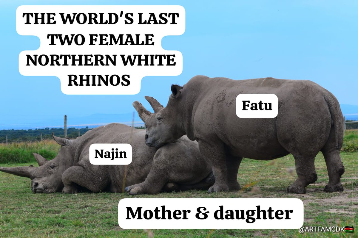 Today we celebrate World Wildlife Day 🌍🦏
Our hearts and focus are on the last two Northern White Rhinos on Earth — Fatu and Najin, living under 24-hour protection at the Ol Pejeta Conservancy, Kenya.