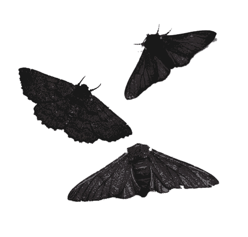 𝘦͟ ͟.͟ ͟𝘭͟𝘢͟𝘯͟𝘨͟𝘥͟𝘰͟𝘯͟ .ᐟ tweet media