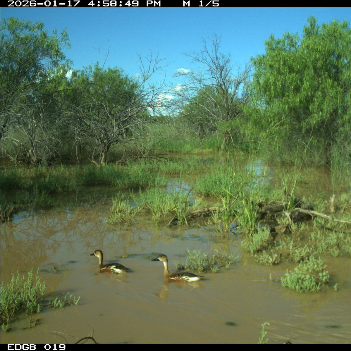 Bush Heritage tweet media