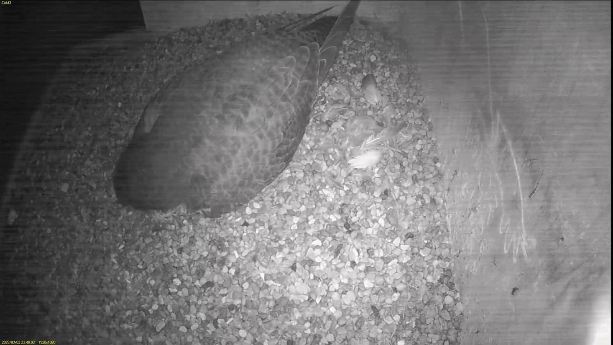 FaB Peregrines tweet media