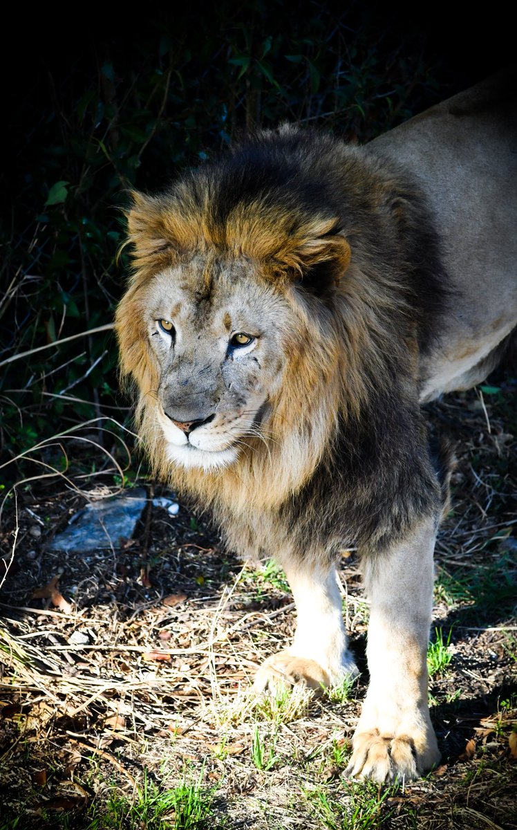 BzOtmrs's tweet photo. アドベンチャーワールド🦁 https://t.co/cHhOglZCkA