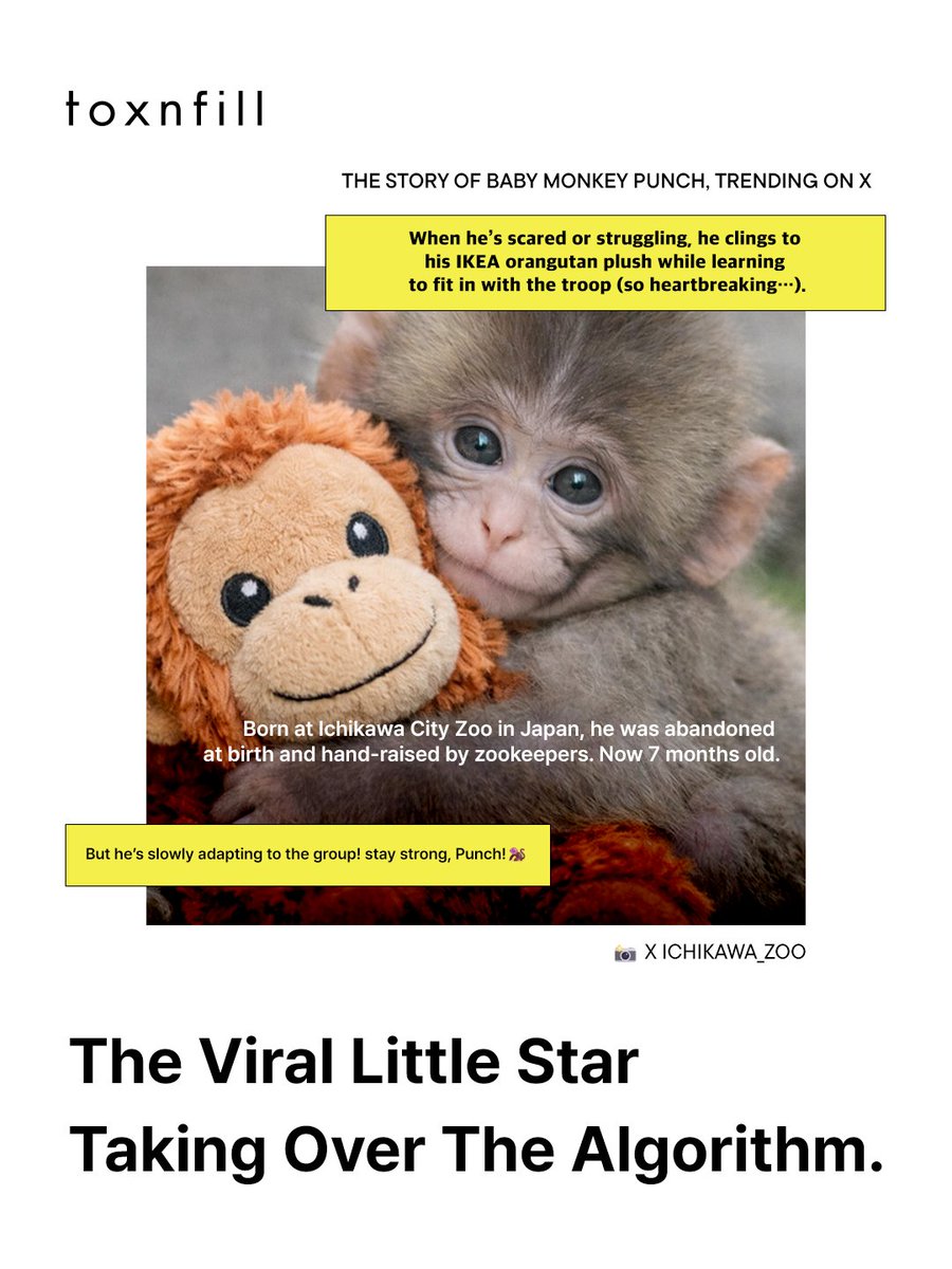 toxnfillglobal's tweet image. My algorithm these days = Punch 🐒

Seeing him hug his doll whenever he feels scared or overwhelmed…
why is it such a tear trigger 🥲

Aren’t we all just trying to adapt in our own way?

Stay strong, Punch 💪
And you too, reading this 🤍

#toxnfill #Punch #Botox