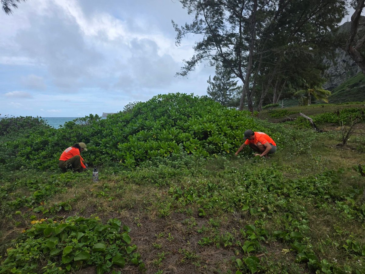 Mahalo nui to our awesome team for the continued stewardship here at Muliwaiʻōlena.   The site continues to allow us the opportunity to learn in so many  wonderful ways.  We worked on detailed weeding within native plants and ecosystems and were able to do alot of intimate work.