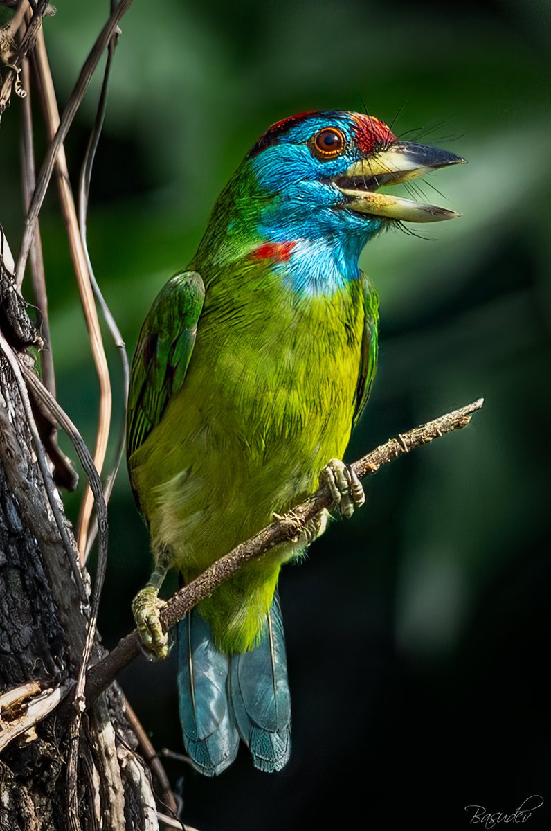 Basudev Chakraborty tweet media