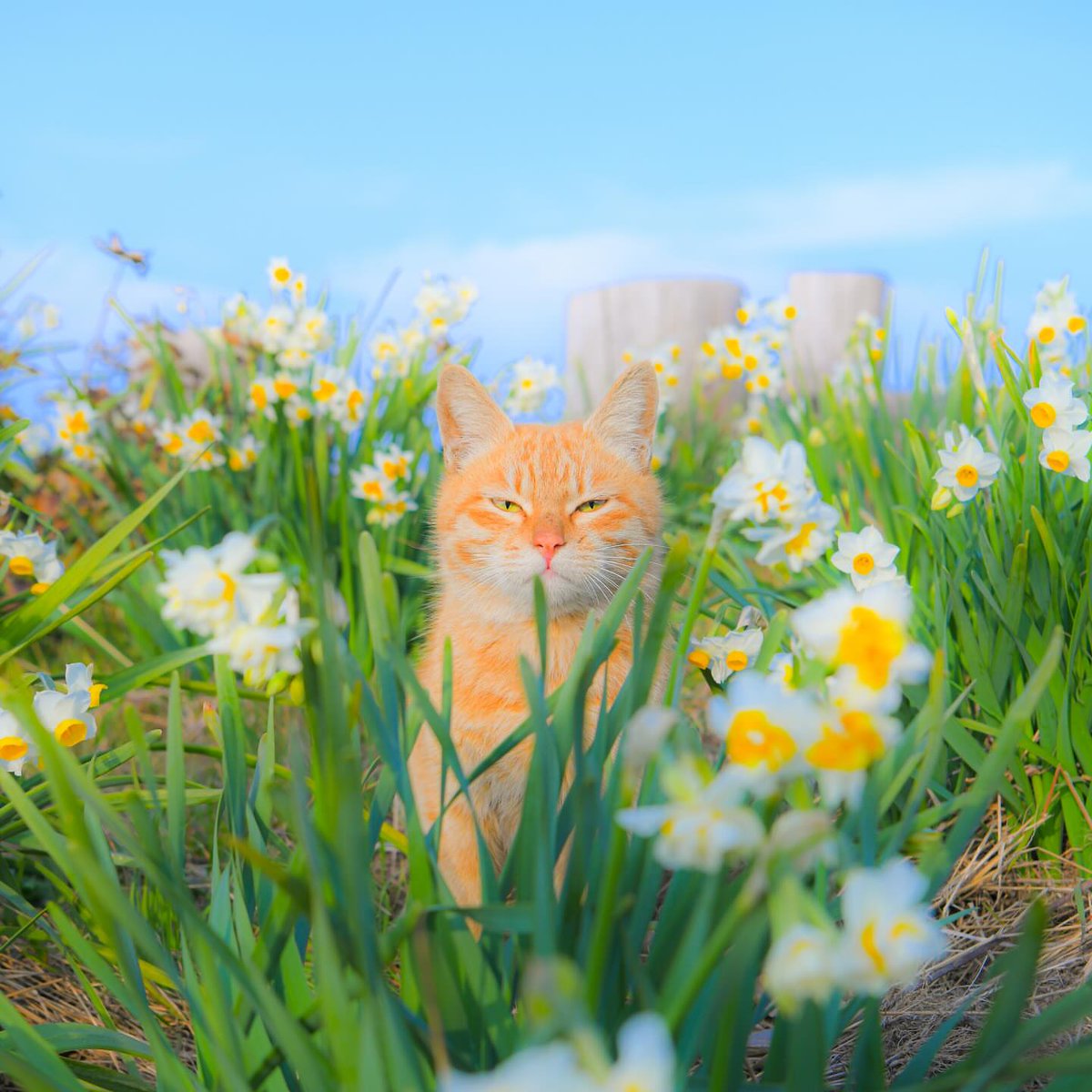 its_hanadey's tweet image. Photoshoot 
#cutecat